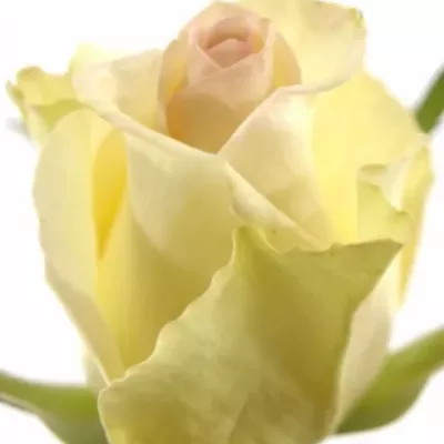 Růžová růže SWEET DELIGHT 50cm (M)