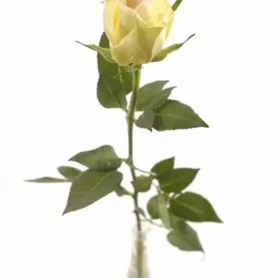 Růžová růže SWEET DELIGHT 50cm (M)