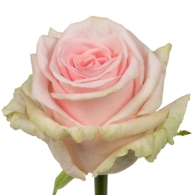 Růžová růže SWEET DOLOMITI 40 cm (L)