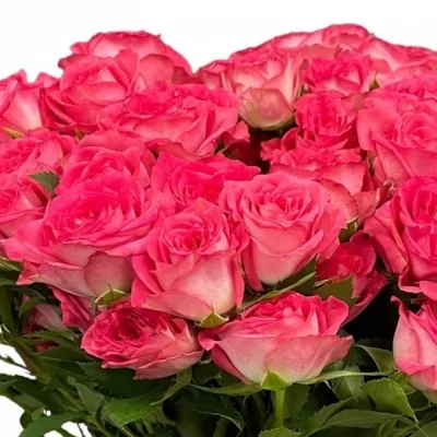 Ružová ruže SWEET JULIA 40cm/4+