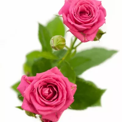 Růžová růže SWEET STARS 45cm/2+ (S)