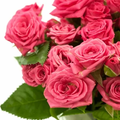 Růžová růže  SWEET STARS 45cm/2+ (S)