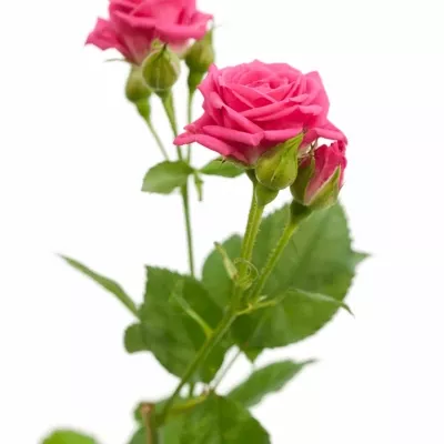 Růžová růže SWEET STARS 45cm/2+ (S)