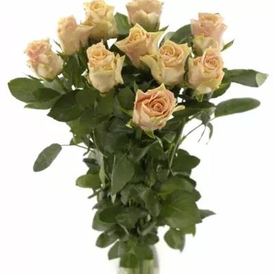 Růžová růže SWEET TACAZZI+ 70cm (L)