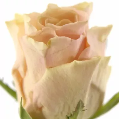 Růžová růže SWEET TACAZZI+ 70cm (L)