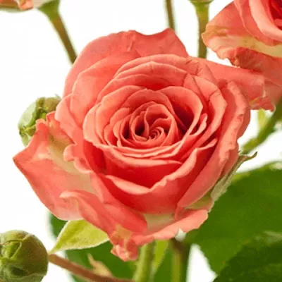Růžová růže trsová  SYLVANA 50 cm / 4+