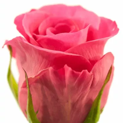 Růžová růže TAIGA 60cm (M)