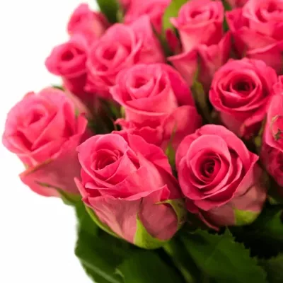 Růžová růže TAIGA 60cm (M)