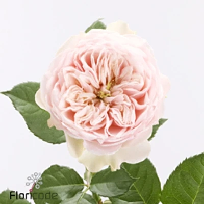 Růžová růže TENDER LOVE 50 cm (XL)