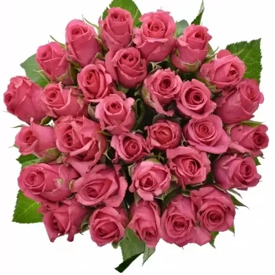 Růžová růže TENGA VENGA 60cm