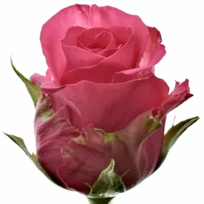 Růžová růže TENGA VENGA 50cm (M)