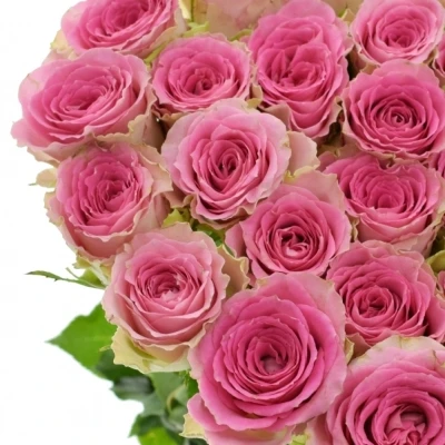 Růžová růže TIMES SQUARE 60cm