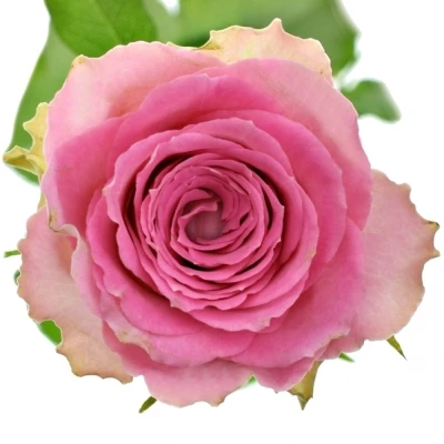 Růžová růže TIMES SQUARE 60cm