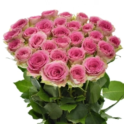 Růžová růže TIMES SQUARE 60cm