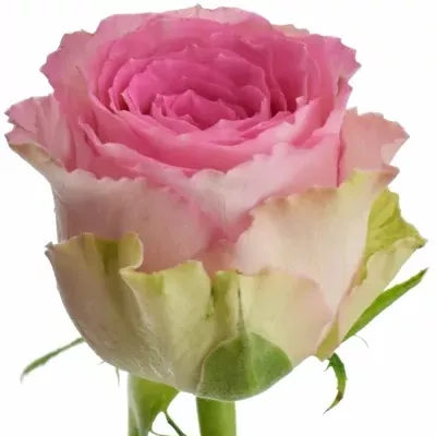 Růžová růže TIMES SQUARE 60cm