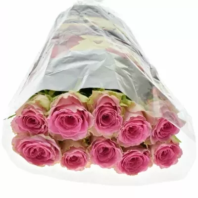 Růžová růže TIMES SQUARE 60cm