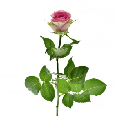 Růžová růže TIMES SQUARE 60cm