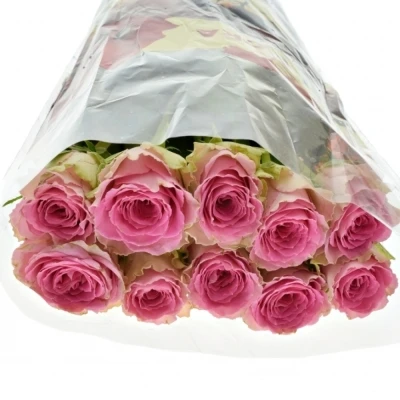 Růžová růže TIMES SQUARE 60cm