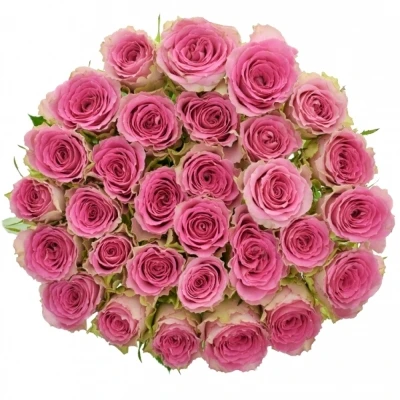 Růžová růže TIMES SQUARE 60cm