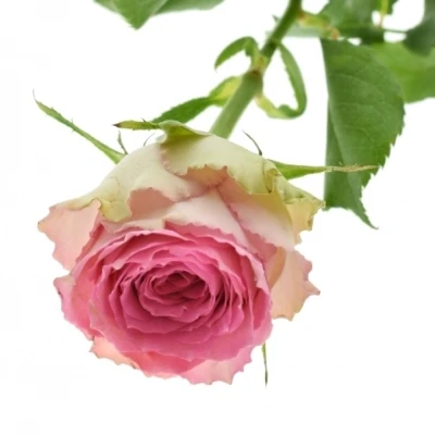 Růžová růže TIMES SQUARE 60cm