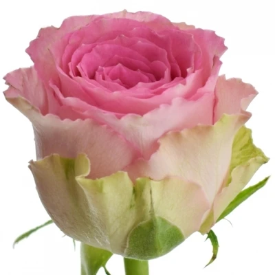 Růžová růže TIMES SQUARE 60cm (M)