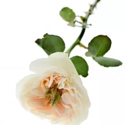 Růže TINKERBELL
