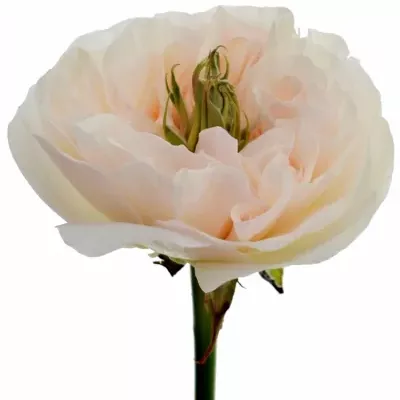 Růže TINKERBELL