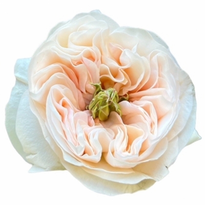 Růže TINKERBELL 40cm (XL)