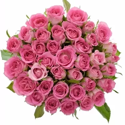 Růžová růže TISENTO 40cm (S)