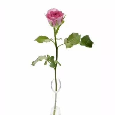 Růžová růže TISENTO 40cm (S)