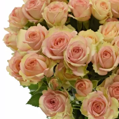 Růžová růže trsová TR AZORE 40cm/4+
