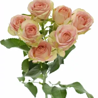 Růžová růže TR AZORE 50cm/4+