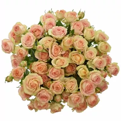 Růžová růže TR AZORE 50cm/4+