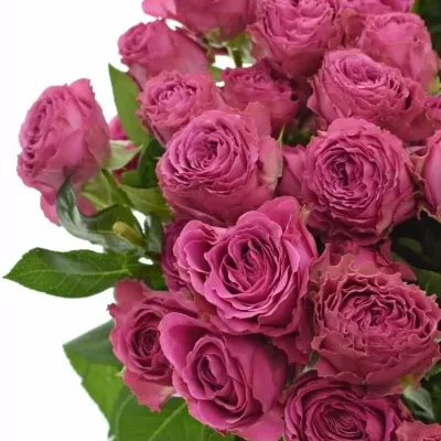 Růžová růže trsová CLASSIC SENSATION 50cm/5+