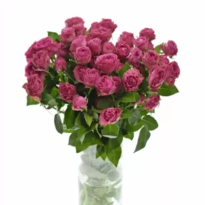 Růžová růže TR CLASSIC SENSATION@ 50cm/5+