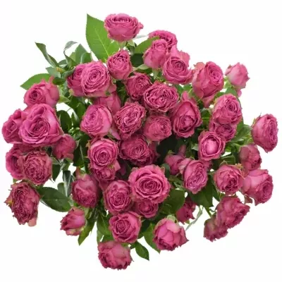 Růžová růže TR CLASSIC SENSATION@ 50cm/5+