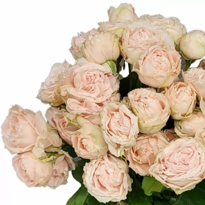 Růžová růže trsová LADY OF THE DAWN 50 cm / 6+