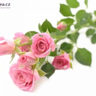 Růžová růže NATHALIE 70cm / 7 +