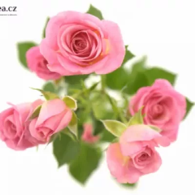 Růžová růže NATHALIE 70cm / 7 +