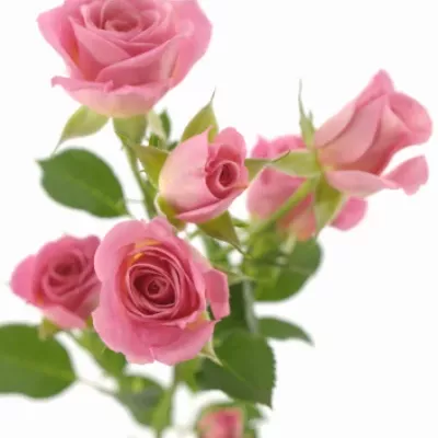 Růžová růže trsová NATHALIE 60cm/4+