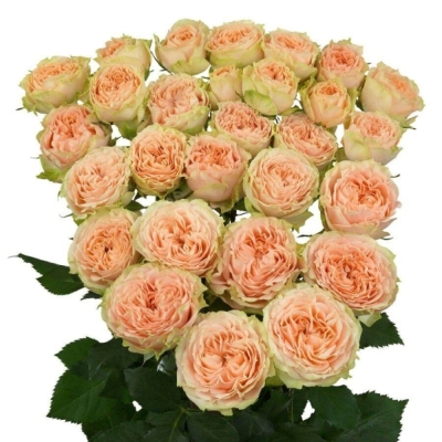 Růžová růže trsová  HOLLY