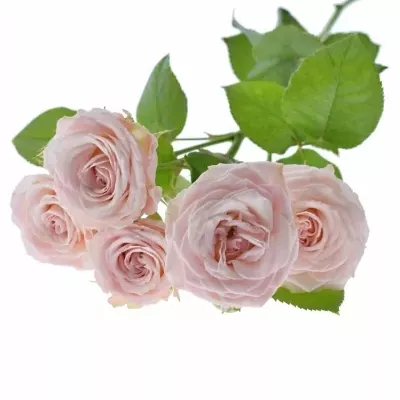 Růžová růže trsová AEROBIC
