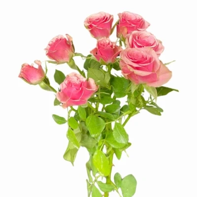 Růžová růže trsová ALEXINE