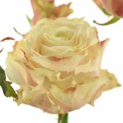 Růžová růže trsová AVANTIQUE+ 60cm/3+ (L)