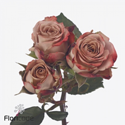 Růžová růže trsová CAPPUCCINO 50 cm / 4+