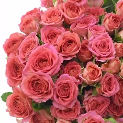 Ružová ruža trsová CHIMO 40cm/4+