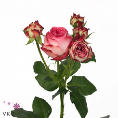 Růžová růže trsová DUTCH MAGIC 70 cm / 3+