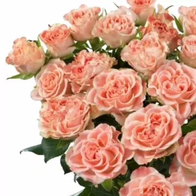 Růžová růže trsová FAIR FLOW 60cm/6+