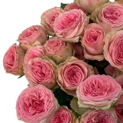 Růžová růže trsová FANCY 50cm/4+