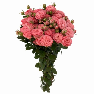 Růžová růže trsová FIRST DATE
